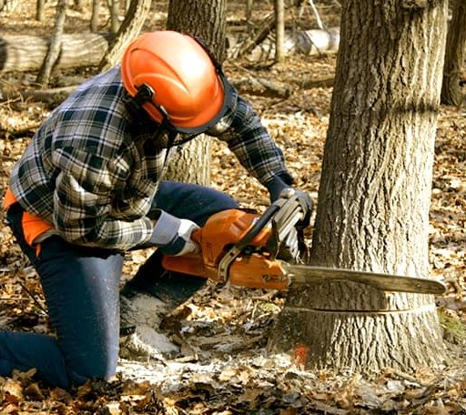 Tree Removal in Twin Peaks, CA